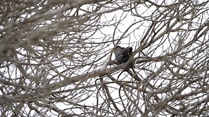 Have you heard this bird? It's a Pacific Koel. This was in my neighbours tree yesterday. Personally, I love them. Many people don't love them due to the fact that they like to call out like this all night. Haha | Robbie Alexander Photography and Fishing