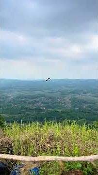 Even with the sky as its limit, my eagle chooses to fly back to me #explore #eagle #wildlife