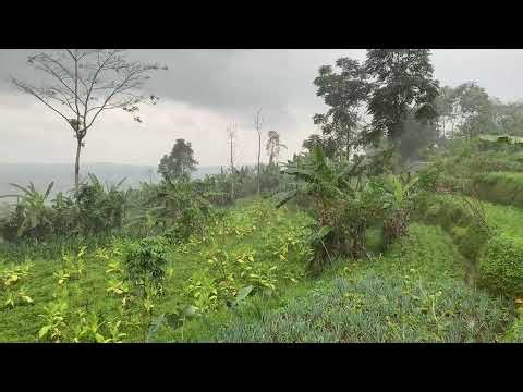 Massive Night Thunderstorm in Indonesian Village | Heavy Rain & Flood Risk Ambience