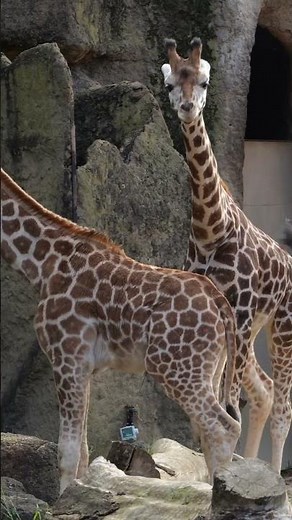 Brotherly love🦒