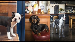 Beers and belly rubs: Meet London’s pub dogs