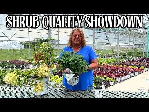 Shrub Size Showdown | Garden Crossings Vs. Competitors