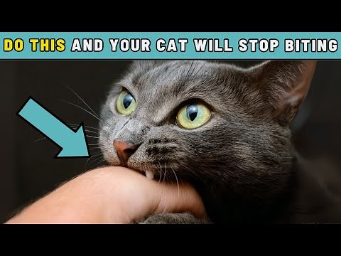 If You Can't Get Your Cat to Stop Biting You, Start Doing This