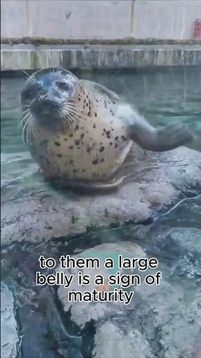 Why Do Seals Slap Their Bellies?