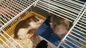 Exploding Fish's Rat Mischief Official Fanpage on Reels