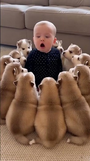 Baby vs 11 Husky Puppies — Bark, Howl, Laugh! 🐾🤣