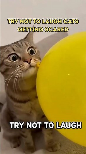 try not to laugh cats getting scared #cat #funnycats