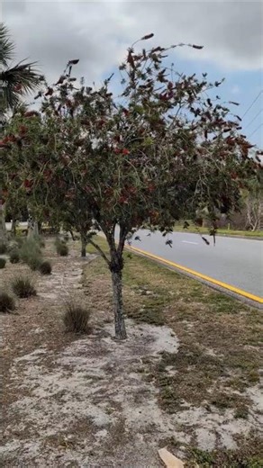 Bottlebrush Tree Only Blooms a Short Time on Mitchell Hammock Road! Oviedo, Florida