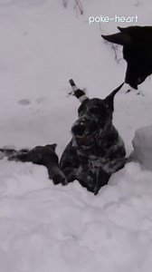 The greatest Great Dane stroll ever! #dogs #pets #winter | Poke My Heart