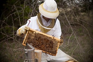 Honey Business Generates Buzz In Dallas Area And Online