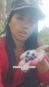 WHAT DOES A FINNISH WILD BLUEBERRY PLANT LOOK LIKE? 🫐🇫🇮 Filipino in Finland