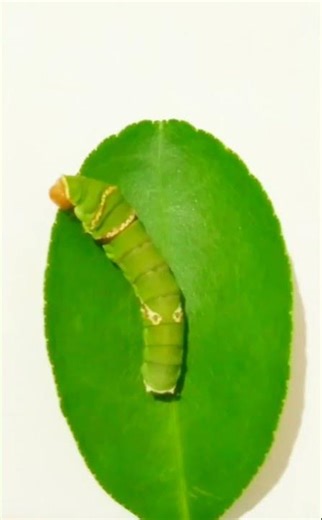 The butterfly caterpillar eating food citrus leaf