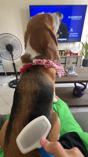 1.7K reactions · 11 shares | Look at @yuithebeagle getting a glam makeover with our Doggo grooming tools. Get that soft, show-stopping look! 爵 Get it here! ️Lazada: https://tinyurl.com/mr8znudf Shopee: https://tinyurl.com/mrynvhx2  Tiktok Shop: https://www.tiktok.com/@doggophilippines #DoggoPH #DoggoPhilippines #DoggoBulliedParentsClub #dog #pets #onlinepetshop #doggo #doggoph #dogs #dogsofinstagram #doggy #doglovers #dogph #dogphilippines | Doggo | Facebook