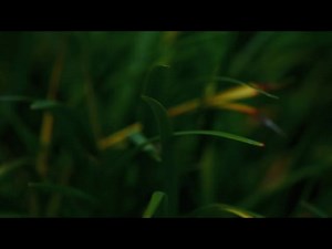 Springs Embrace Motion Background 4 | Visual Church