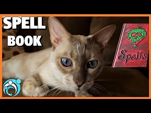 Book Of Spells I Turned Into a Cat Part 2 | Thumbs Up Family