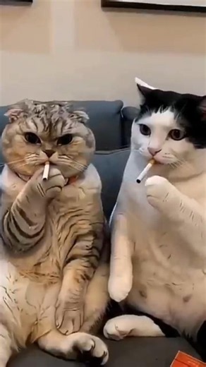 #funny #comedy #reel #cat #viralvideo