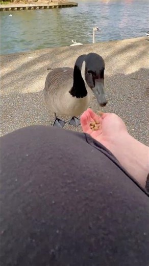 adorable and friendly Canada geese eating