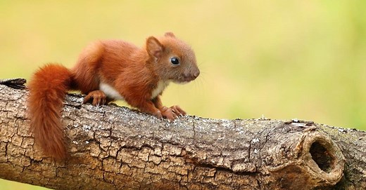 Newborn Squirrel vs Rat: What Are the Differences?