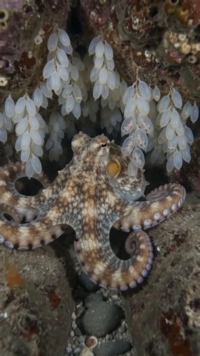 Octopus Life Cycle | From Egg to Baby Octopus#OctopusLifeCycle #Octopus #BabyOctopus #OctopusEggs