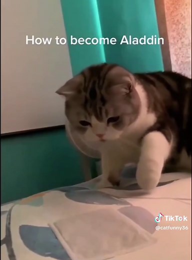 Funny reaction of a scared cat #cat #funnycat #cats #funnyvideos #fyp