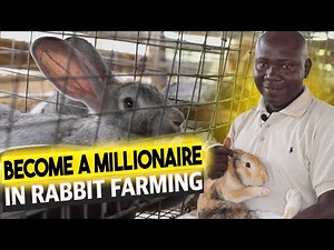 How To Start A Rabbit Farm in Nigeria | Everything About Rabbit Farming