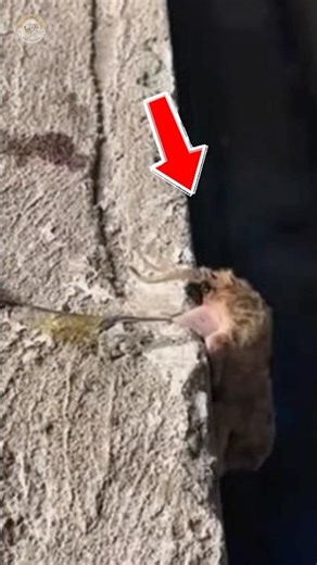 This Newborn Kitten Was Found Barely Alive on a Cold Wall