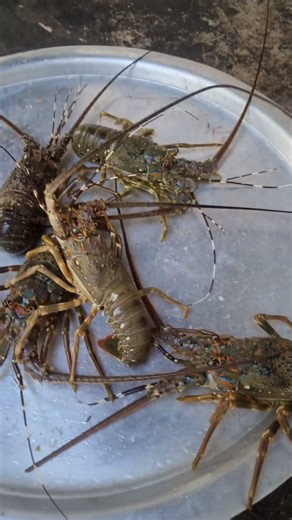 🦞 This Lobster Has Better Moves Than Me! #Shorts #satisfying #seafood #beachdog