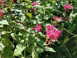 1.9K views · 18 reactions | #PollinatorWeek Wait, is that a...