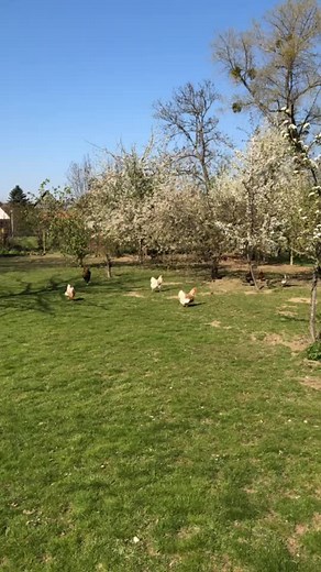 Chickens Enjoying Spring in a Beautiful Outdoor Setting