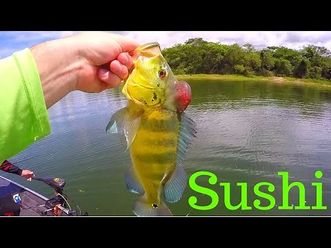 Eating RAW FRESHWATER Fish (Sashimi)