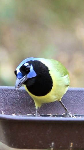 green jay bird 👇 In the tropical forests of the Americas, the Green Jay shines like a burst of emerald and blue among the trees. Intelligent and playful, it moves in chatty groups, calling out with sharp, musical notes. It’s a problem-solver, clever enough to use tools and remember hidden food. Bright, curious, and full of life, it adds color and mischief to the forest — a brilliant mind wrapped in feathers. 💚💙🌿 #bird #birds #natgeoyourshot #bbcearth #birdsonplanet #instabird #birds_adored #