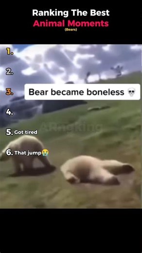 Ranking The Best Animal Moments (Bears)