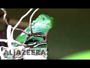 The animal smugglers - Techknow