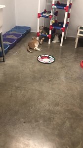 49 reactions · 16 shares | HAPPY TAILS CATS And KITTENS READY FOR ADOPTION!!! Happytailsanimalshelter.org | Happy Tails | Facebook