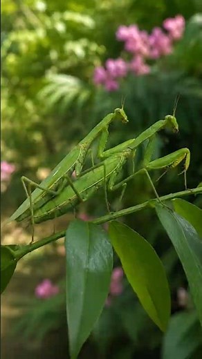 Praying Mantis Mating Ritual in Nature 🍃 #shorts