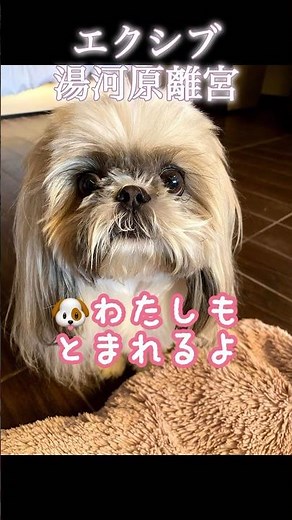 [エクシブ湯河原離宮]🐶ワンコと泊まれる♪ #エクシブ湯河原 #エクシブ#湯河原離宮