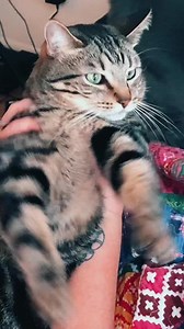 Rachel The Cat: Bloopin' Meme - Is She A Predator?