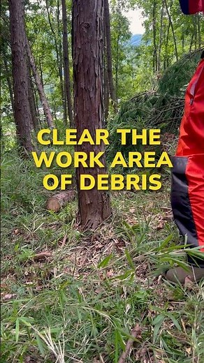 How to fell a tree safely with a chainsaw, part 1.