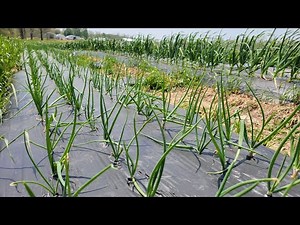The Best way to grow ONIONS!