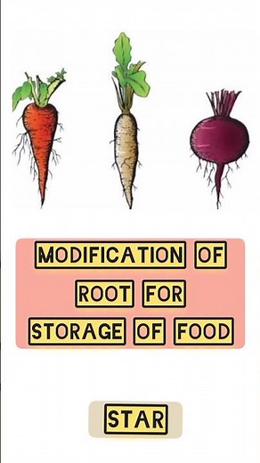 Modification of root for storage of food. #neet #shortsfeed #shortsvideo #biology