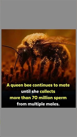 The Queen Bee’s Incredible Survival Strategy | Nature’s Genetic Masterpiece