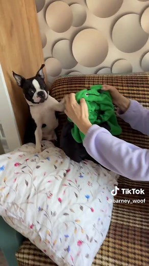 Why My Boston Terrier Refuses to Get Dressed