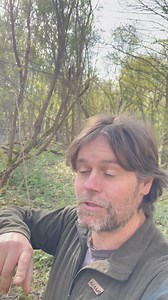 19 reactions · 7 comments |  Want to find edible mushrooms this Spring?  Check out this gem  Join us this Sunday on our wild food foraging walk. Tickets available here: https://woodlandclassroom.com/event/spring-foraging-walk-4/ | Woodland Classroom | Facebook