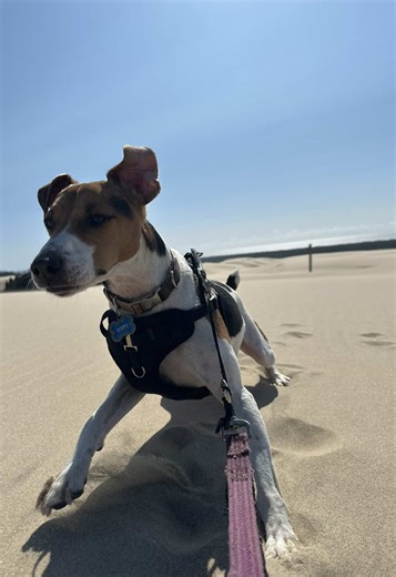 Jack Russell Dog's Amazing Tricks and Skills