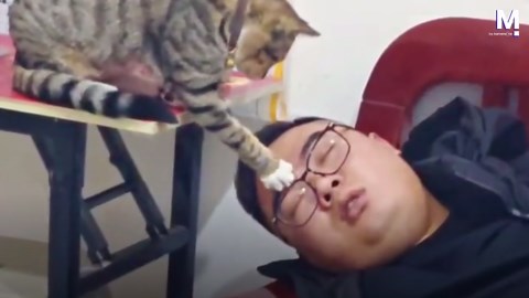 Playful kitten tries to wake snoring man