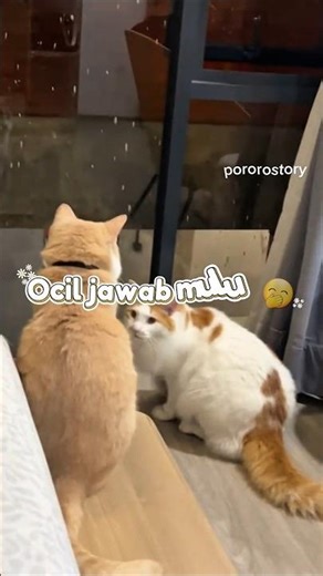 Ocil always answers 🤭 #ocil #pororo #cutecat #shorts #animals