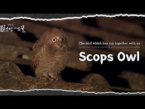 Scops Owl, the bird which has run together with us | KOREA