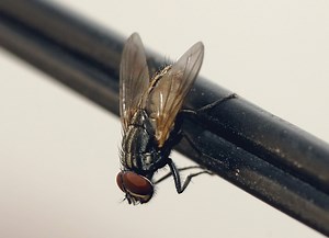 Why flies are hard to swat, and how to outwit them
