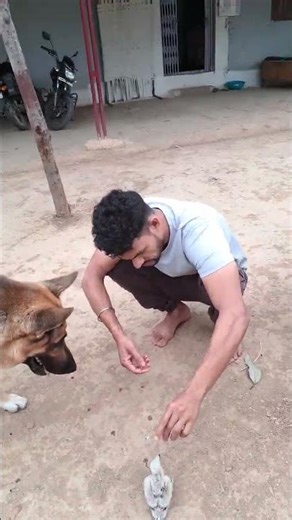 My German shepherd dog friendly with peregrine falcon Baby #birds#peregrinefalcon#wildlife#zoo