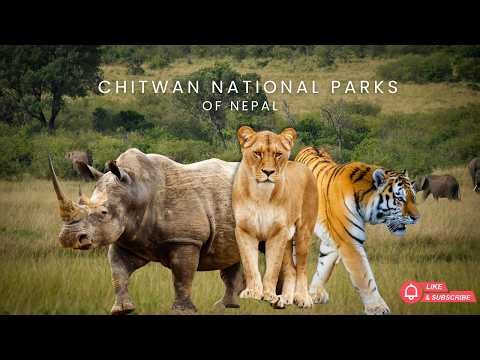 JUNGLE SAFARI IN NEPAL IN DECEMBER - Ignore These Monsoon Season